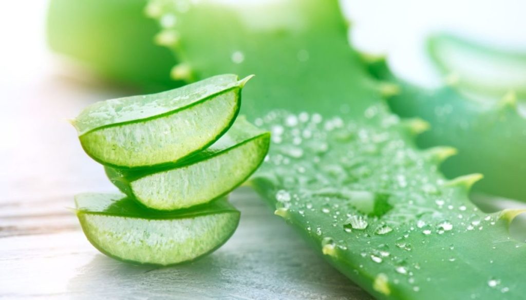 Aloe vera: the ally of summer for face, body and hair that is a real cure!