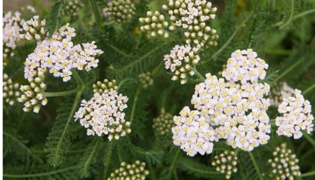 High blood pressure, the effects of the yarrow to lower it