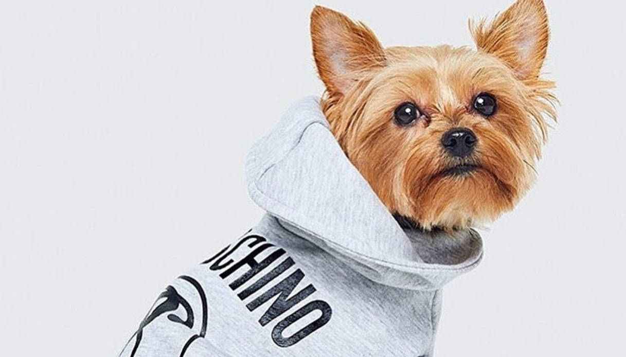 moschino for dogs