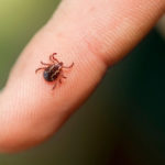 Ticks, rising infections: what they are and how to protect themselves