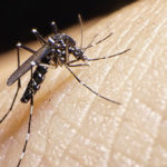 What is Keystone disease, the new mosquito-borne disease