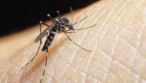 What is Keystone disease, the new mosquito-borne disease
