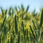 What is triticale and what are its benefits