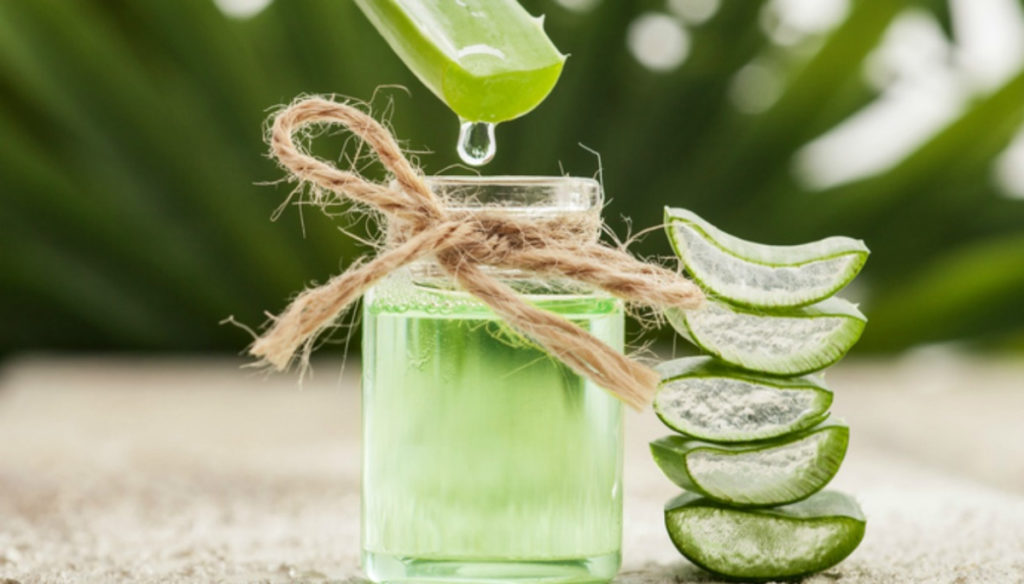 Aloe vera: benefits and how to grow it at home