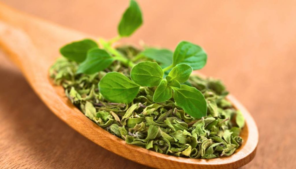 Oregano essential oil: uses and benefits