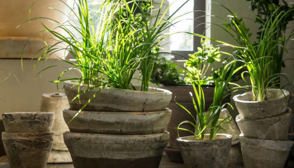 Plants that purify the air