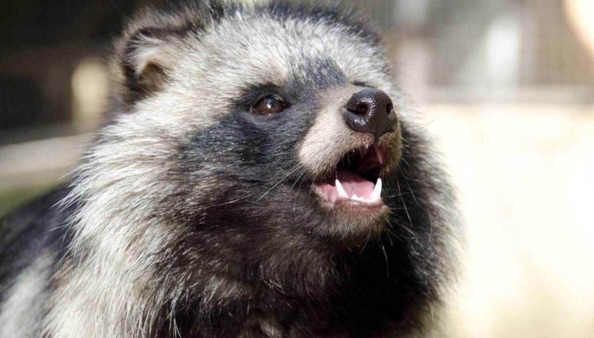 Tanuki: the raccoon dog comes from Asia - Tips for Women's Fashion