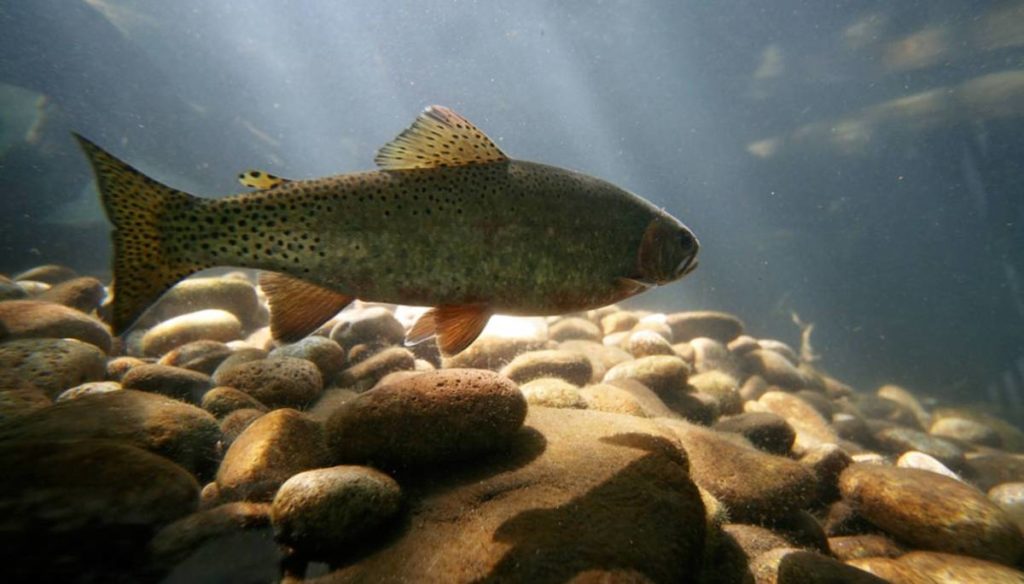 The beneficial properties of trout
