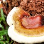 The properties of Ganoderma, the fungus that lowers blood pressure