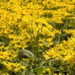 Arnica: properties, when to use it and when it is not indicated