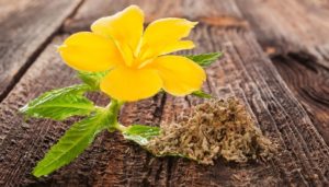Damiana to improve digestion and control appetite