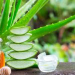 Aloe vera: benefits, properties and how to grow it at home