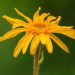 Arnica montana: sustainable harvesting practices