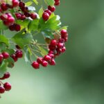 Hawthorn: what is it for, benefits and contraindications