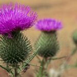 Burdock: properties, what it is for and how to use it