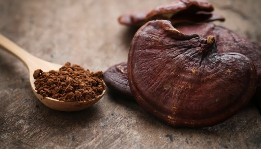 Reishi mushroom: properties, what it is for and how to take it