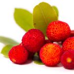 Strawberry tree: the berry that contains more vitamin C than orange