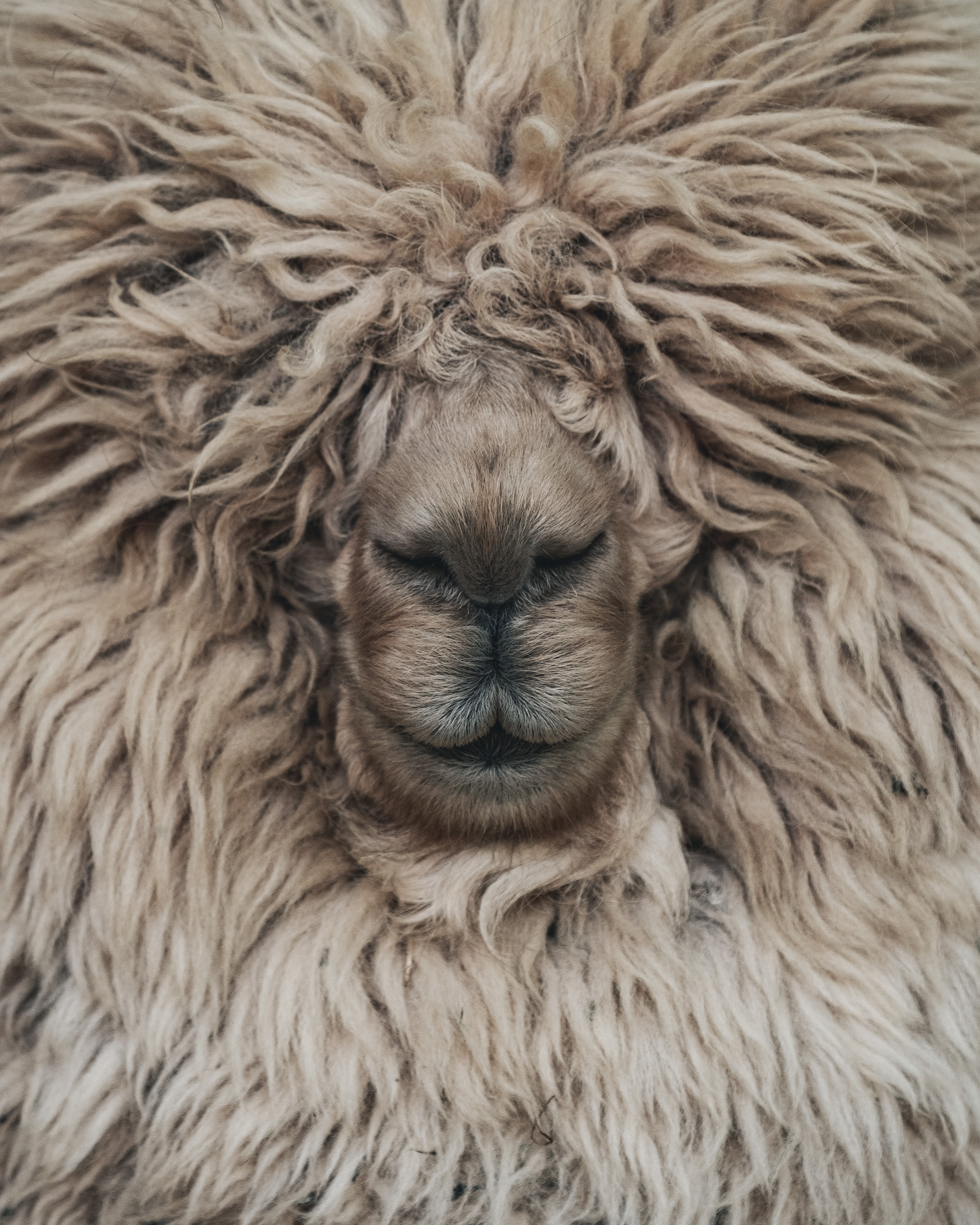 Fibre alternative alla lana