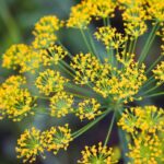 Wild fennel: a useful remedy to deflate the belly and promote digestion
