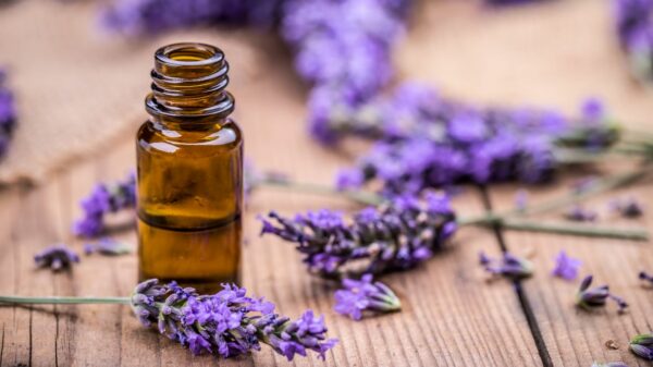 Lavender essential oil: properties and how to use it