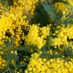 Mimosa, the woman's plant: how to cure it and make it last at home