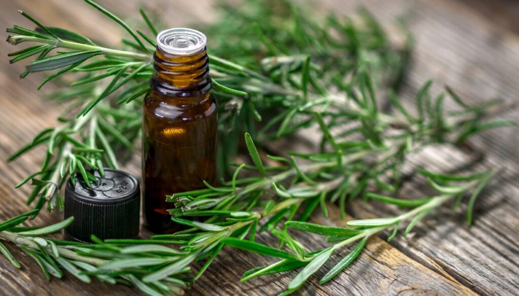 Rosemary essential oil: properties and how to use it