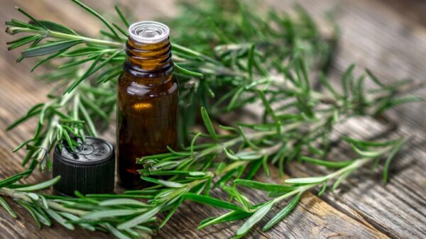 Rosemary essential oil: properties and how to use it