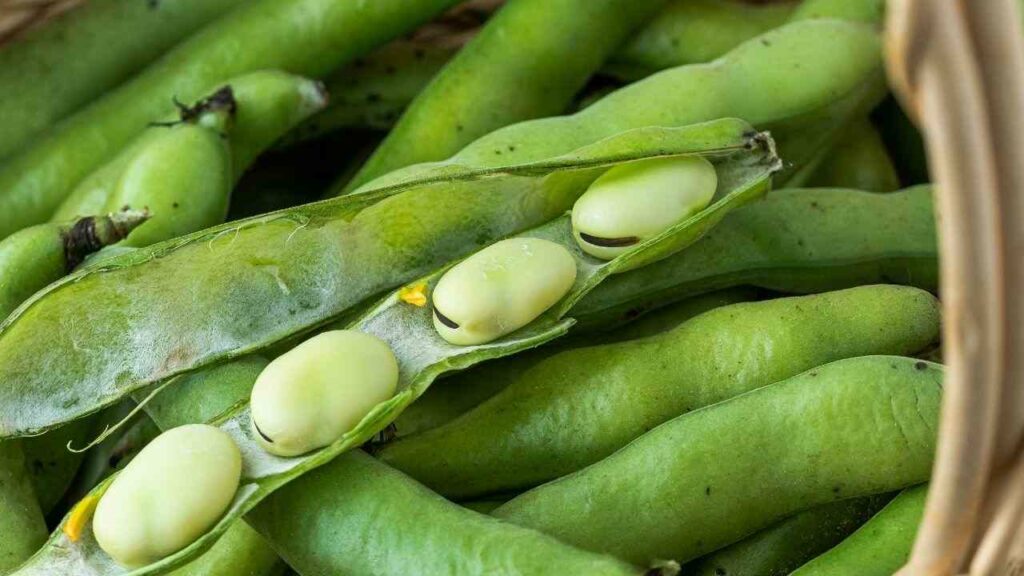 Cooking broad beans: here are the tricks and tips to enjoy them at their best