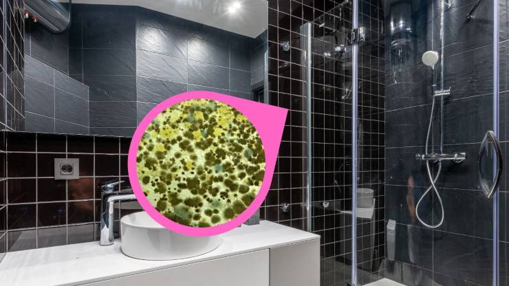 how to get rid of mold in the shower