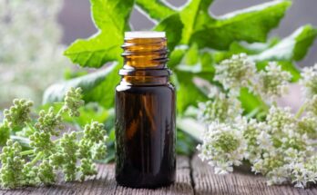Angelica Archangelica: what it is, properties, what it is for, benefits of the plant and contraindications