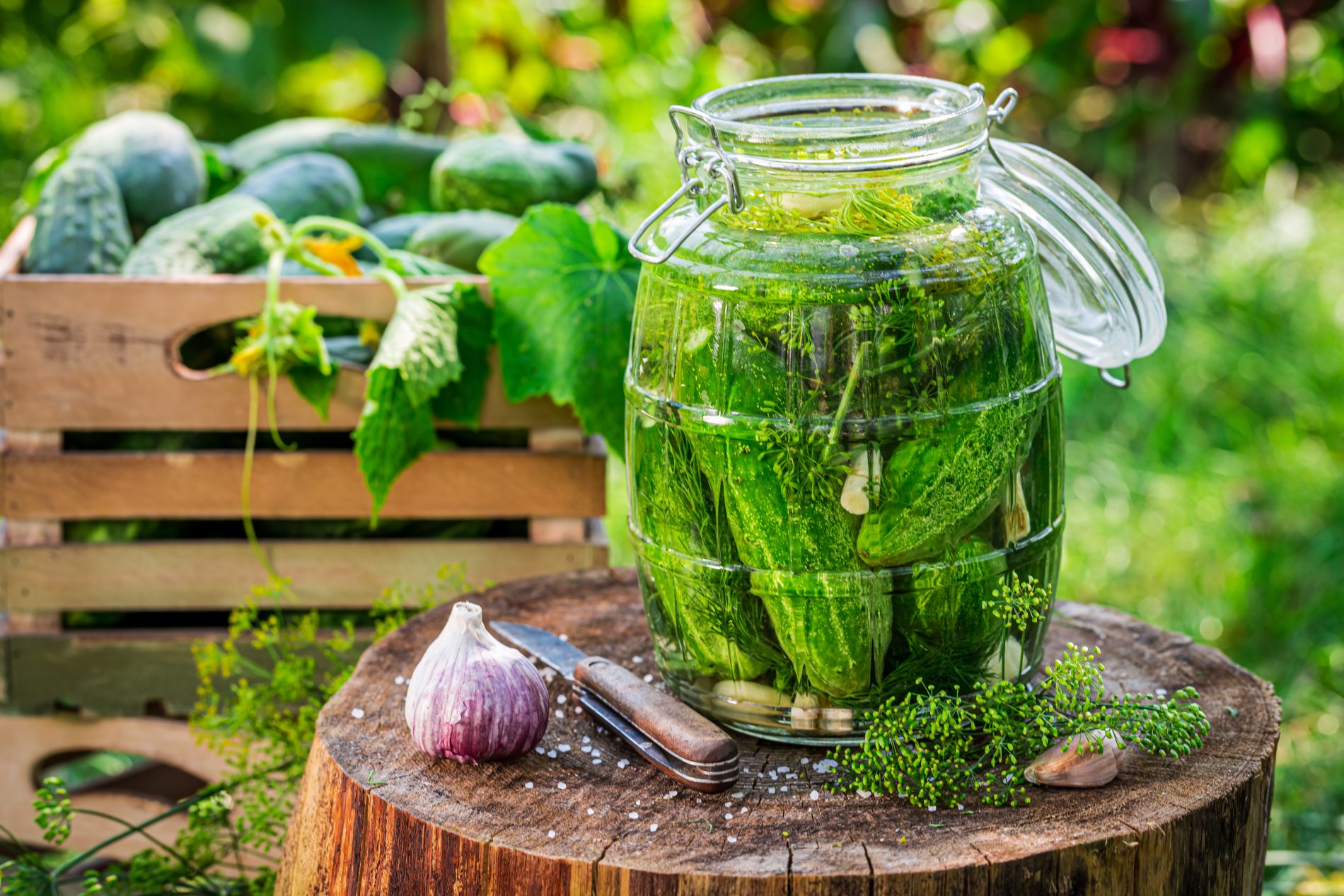 Cucumber: properties, nutritional values, benefits and uses in cooking and beauty