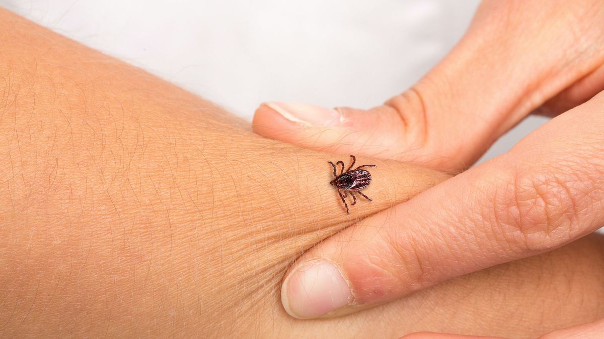 Tick ​​bite: How to react?  When should we consult?