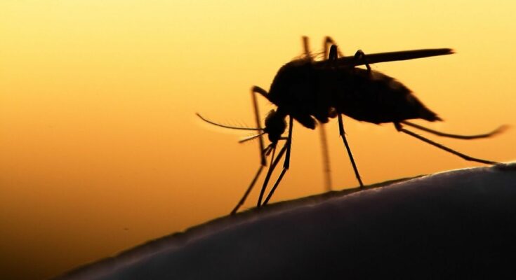 Is malaria back in the United States?