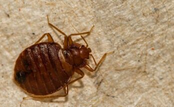 Back from vacation: I avoid bringing bed bugs home