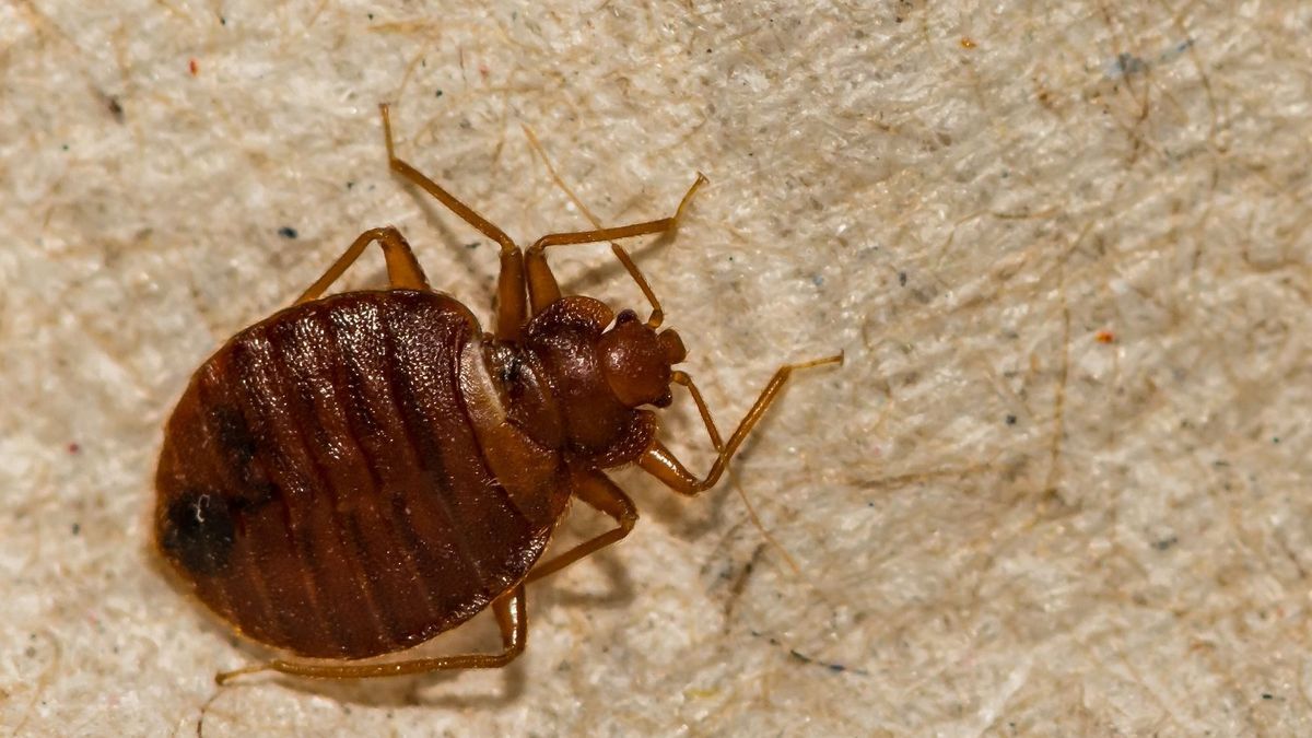 Back from vacation: I avoid bringing bed bugs home