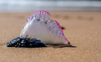 Beware, these "killer" jellyfish could well ruin your holidays