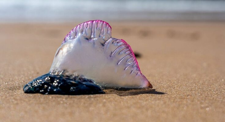 Beware, these "killer" jellyfish could well ruin your holidays