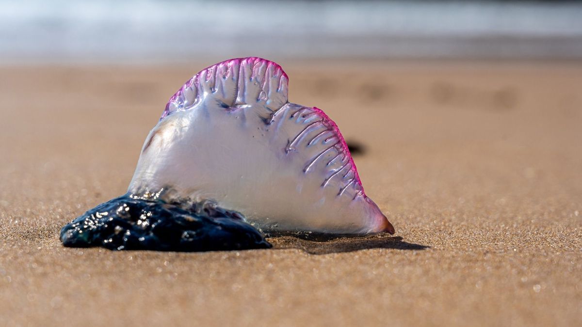 Beware, these "killer" jellyfish could well ruin your holidays