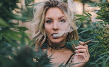 Cannabis smokers have higher blood lead levels.  A major and unrecognized risk
