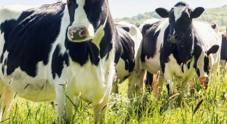 Global warming: bacteria addicted to methane against the misdeeds of cattle farming