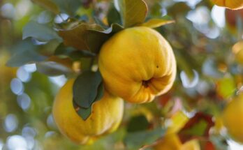 How quince works as a home remedy