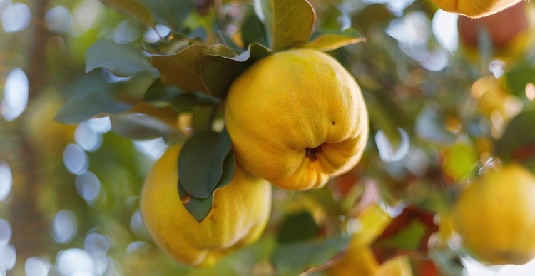 How quince works as a home remedy