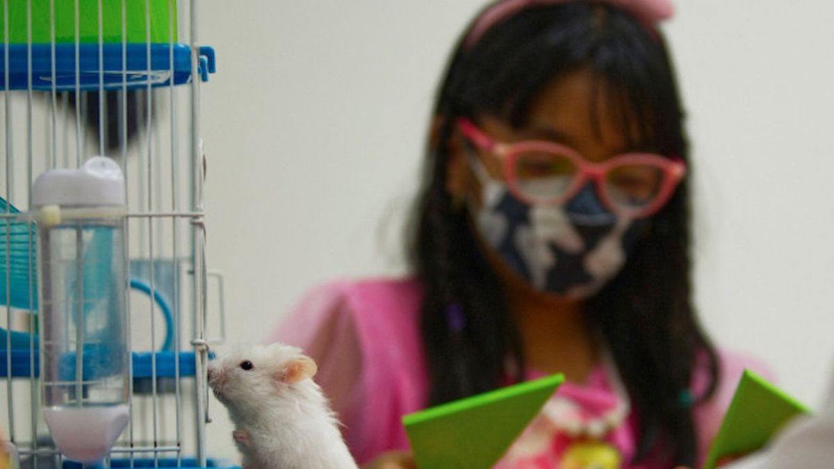 In Mexico, dogs, parakeets and a hamster at the service of mental health