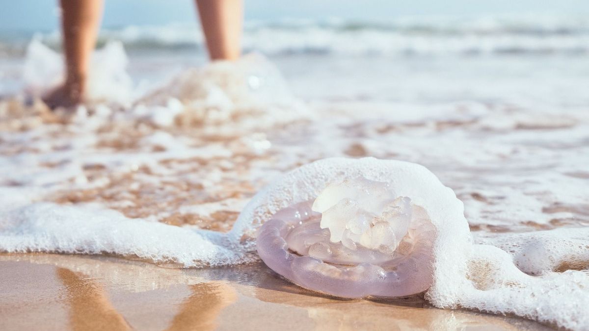 Is it a good idea to urinate on a jellyfish sting?  Dr. Kierzek answers us