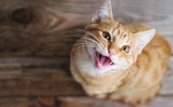 Japan: an application to identify pain in cats