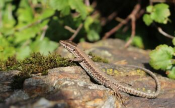 Osteoarthritis: a treatment inspired by the tail of lizards?  The science is on it!