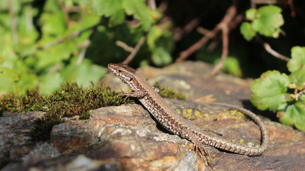 Osteoarthritis: a treatment inspired by the tail of lizards?  The science is on it!