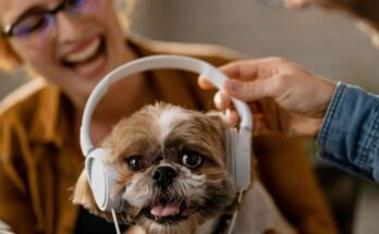Pets love music as much as we do