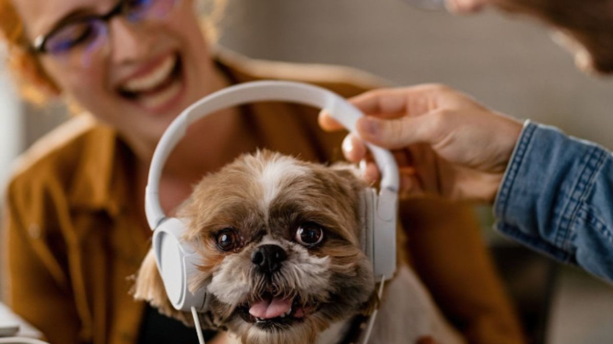 Pets love music as much as we do