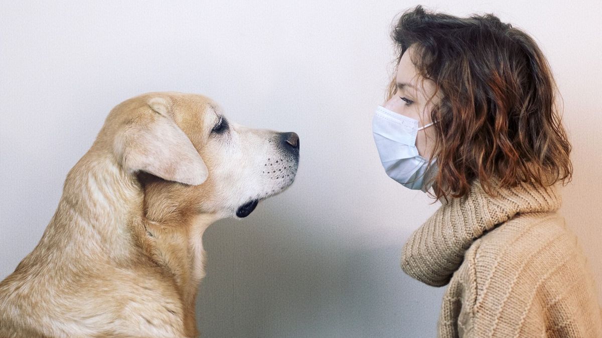 To detect the Covid, a more user-friendly technique that has dog!